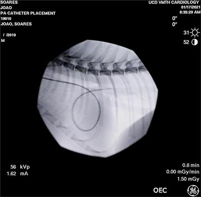 Cardiovascular and Gas Exchange Effects of Individualized Positive End-Expiratory Pressures in Cats Anesthetized With Isoflurane